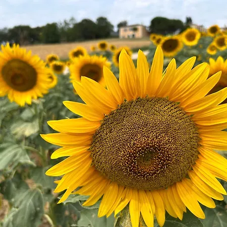 Chateau D'arcamont ベッド・アンド・ブレックファスト Roquelaure